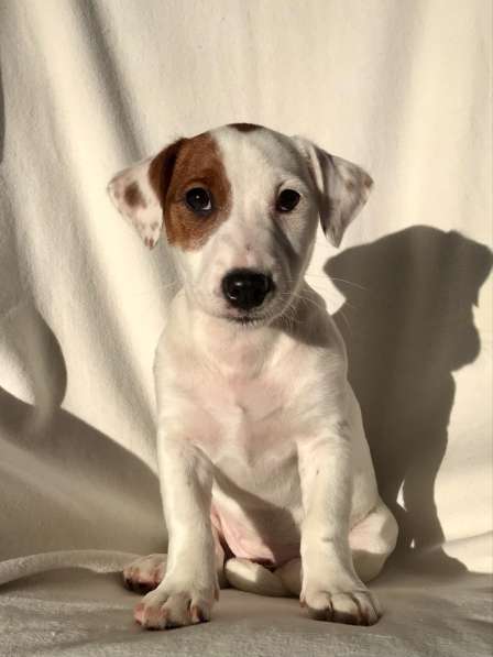 Jack Russell Terrier Welpen в 