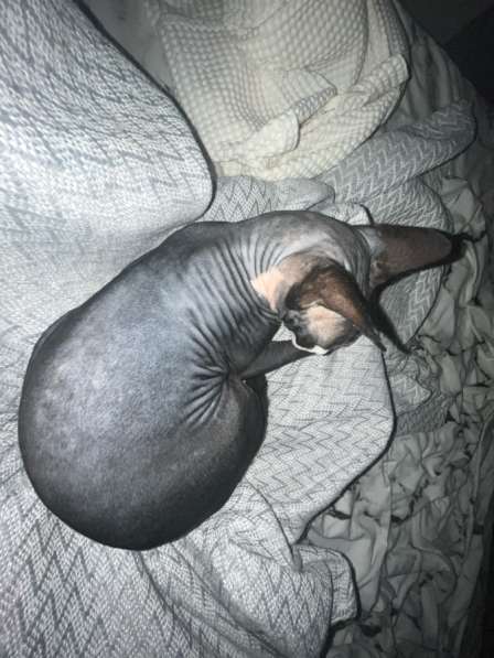 Лысый чорт в Москве фото 4