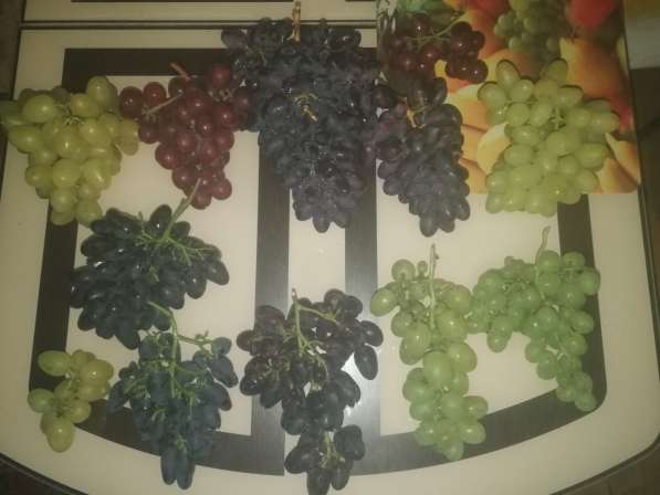 Саженцы винограда Южного Подмосковья в Чехове фото 26