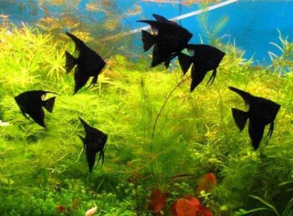 Аквариумные растения и редкие Скалярии в Санкт-Петербурге фото 7