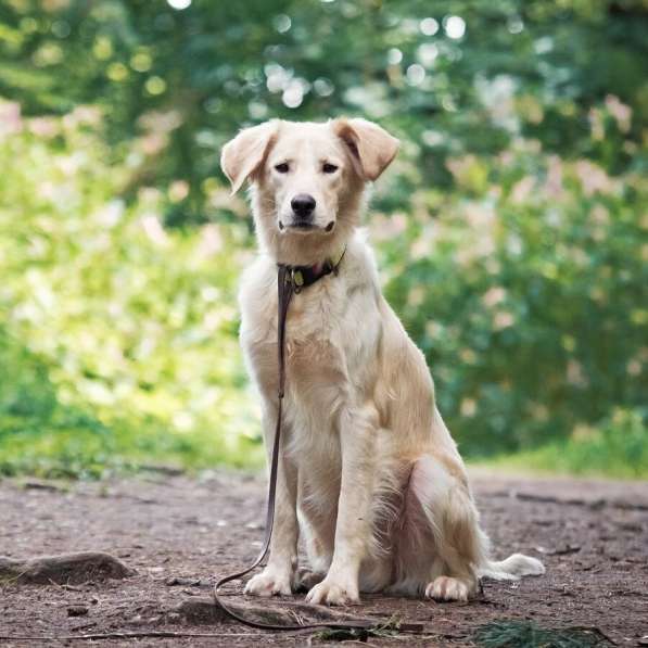 Ищет дом чудесный пес Арни в Москве фото 4