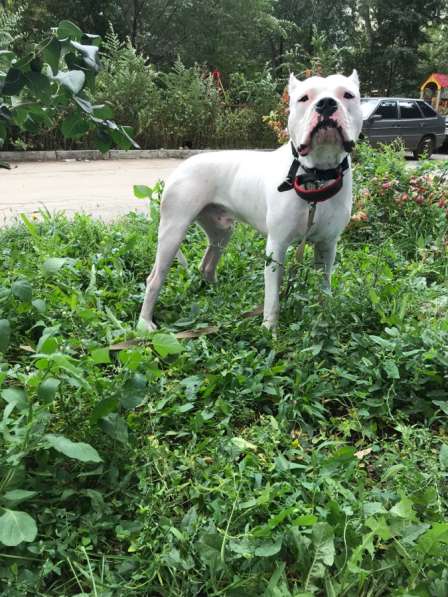 Вязка в Самаре фото 5