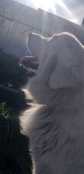 Шикарная собака