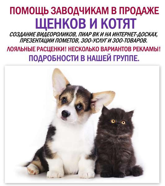 Помощь в продаже щенков и котят