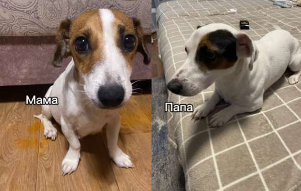 Щенки Джек-Рассел-терьера в Омске