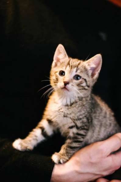 Отдам даром Очаровательные малыши ищут дом