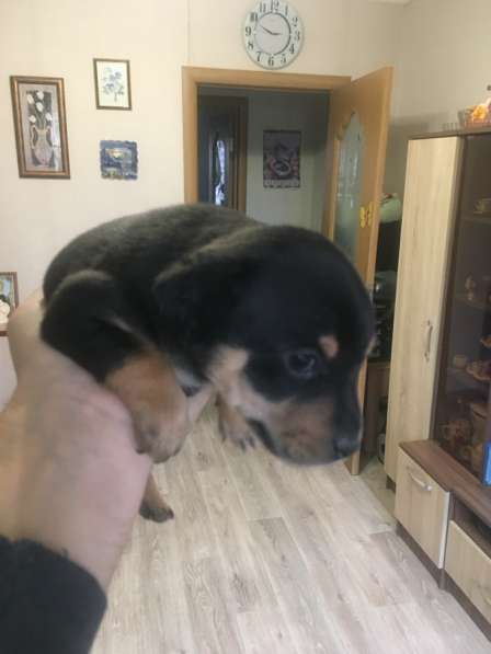 Той терьер русский в Магнитогорске фото 4