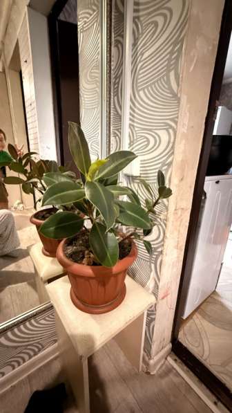 Цветы, каждый по 300₽