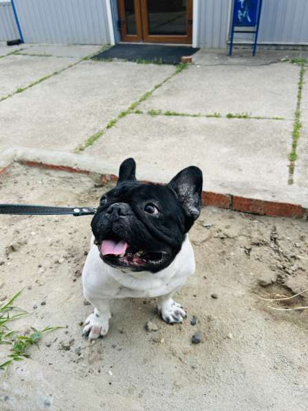 Щенки французского бульдога в Тимашевске фото 3
