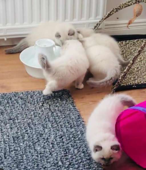 Чудесные малышки Рэгдолл в Нижнем Новгороде