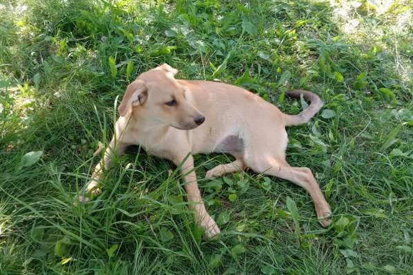 Замечательная собака-охранница Лиска в дар в фото 3