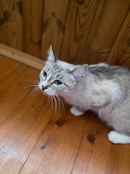 Кошка и котята в добрые руки в Рязани