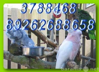 Элитпопугаи из питомника "МНП" в Москве фото 4