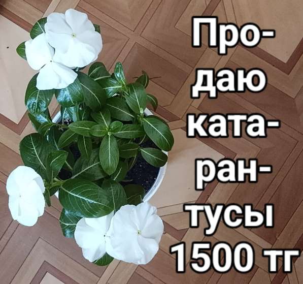 Катарантусы разных расцветок продаю в фото 31