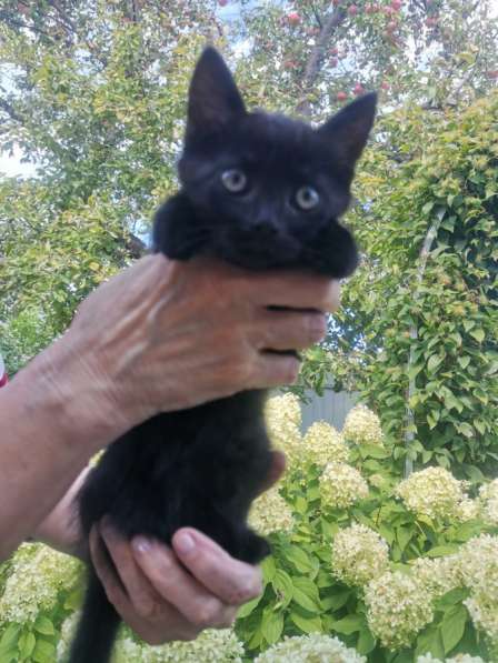 Отдам котят бесплатно в Саратове