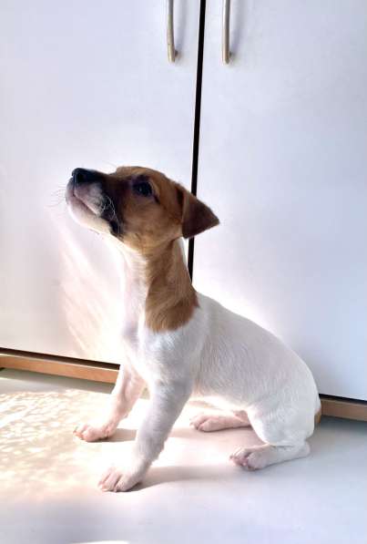 Jack Russell Terrier в 