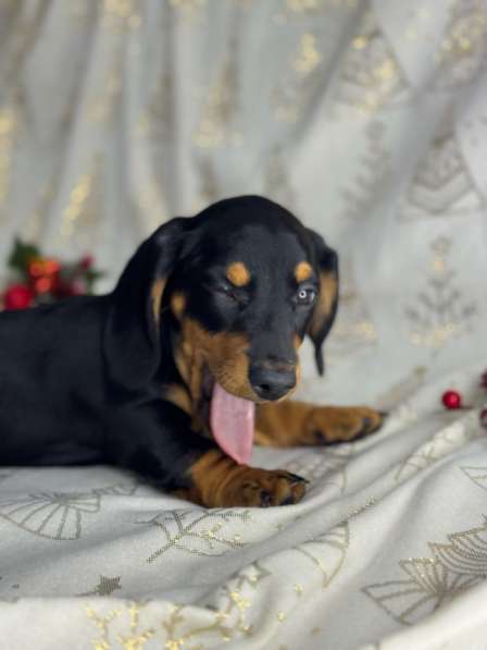 Щенята стандартной таксы в Москве