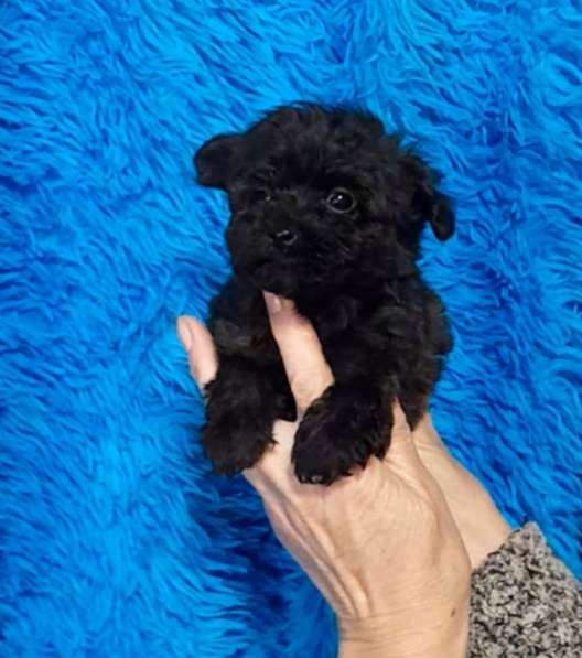 Pomapoo. Girl's and boy's в 