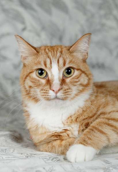 Солнечная кошечка Шани ищет дом