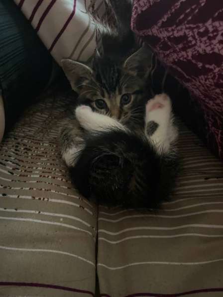 Кот - в добрые руки в Калининграде фото 3