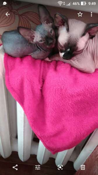 Канадские сфинксы в Иркутске фото 10