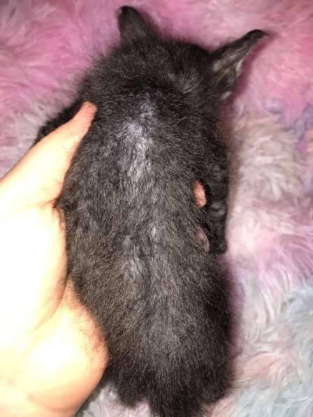 Кудрявые эльфы, каракулевые, элитные котята Девон-Рекс в Санкт-Петербурге фото 28