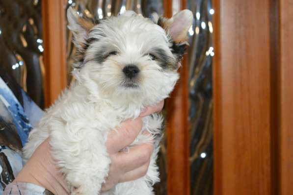 Бивер йоркширский терьер в Балаково фото 7