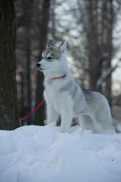 Питомник, щенки хаски в Москве фото 3