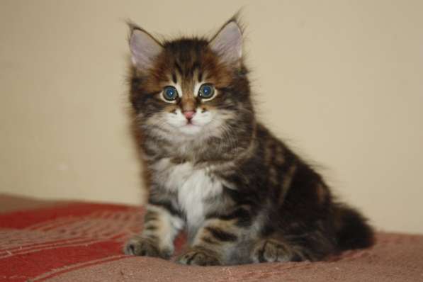 Курильский бобтейл - котята золотого окраса в Краснодаре фото 10