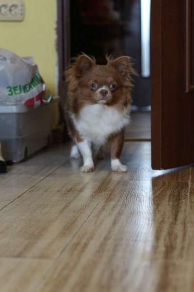 Chihuahua Boy в 