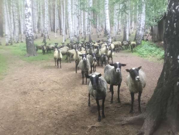 Овцы