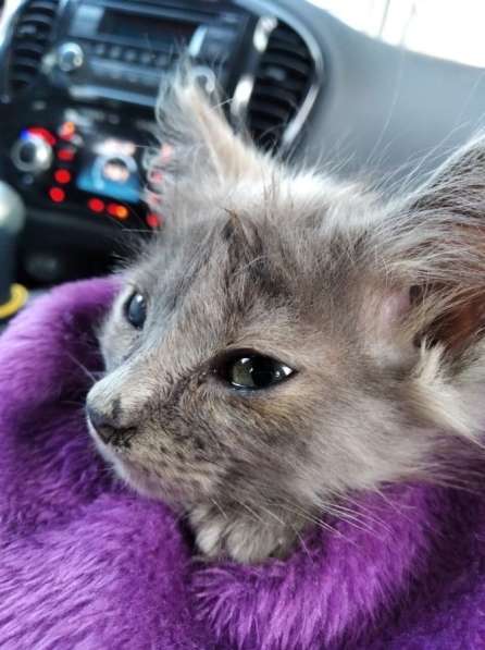 Отдам котенка в Краснодаре фото 4