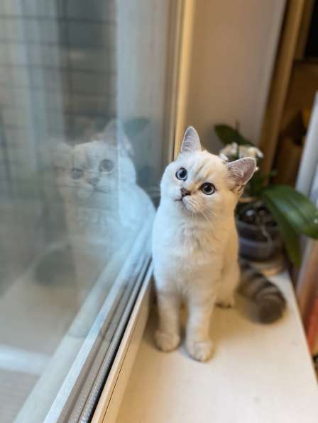 Шотландский котенок в Москве фото 9