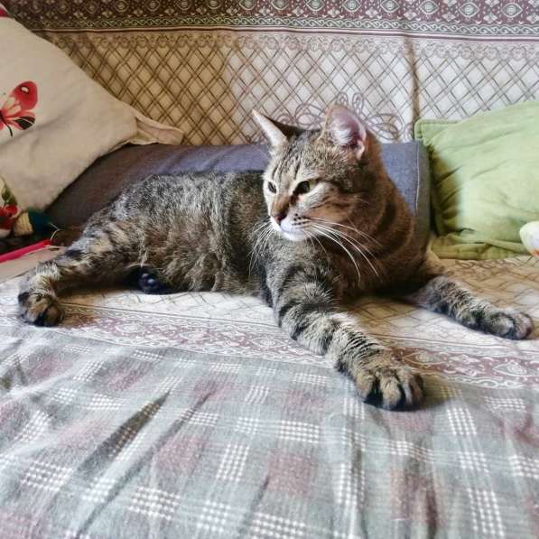 Алиса &mdash; беззащитное существо ищет дом в Москве фото 13