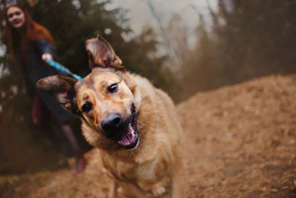 Хороший рыжий пес, лучший друг человека в Санкт-Петербурге фото 26