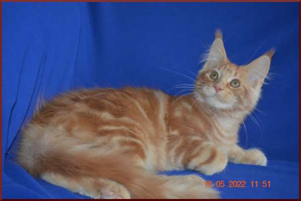 Роскошный черный котик мейн-кун из питомника в Астрахани фото 34