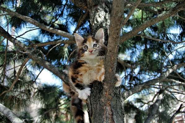 Котята мейн-куны, питомник IZ doma bennetti в Новосибирске фото 7
