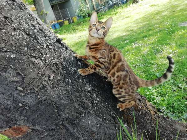 Бенгальский котенок, бенгальская кошка, бенгалочка в фото 10