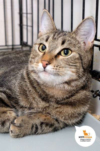 Кошечка Шенди в Москве фото 4