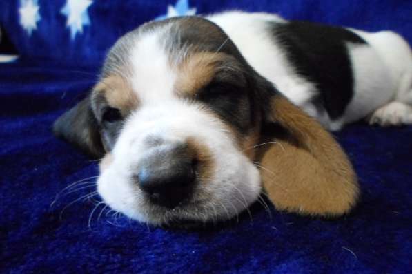 Щенки Бассет-хаунд