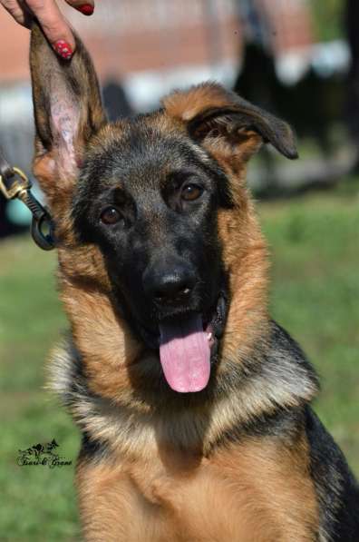 Немецкая овчарка в фото 23