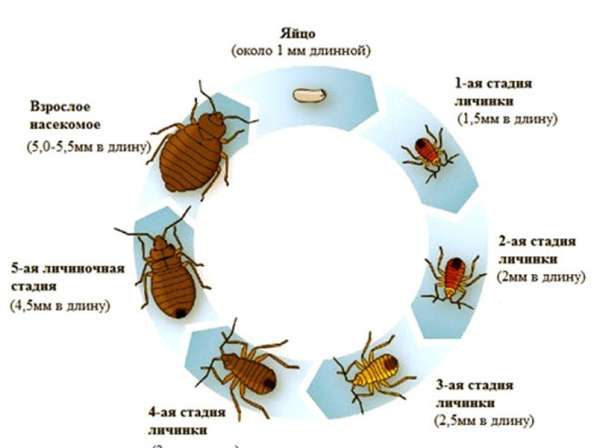 Дepaтизaция и дeзинceкция в Ростове-на-Дону фото 3