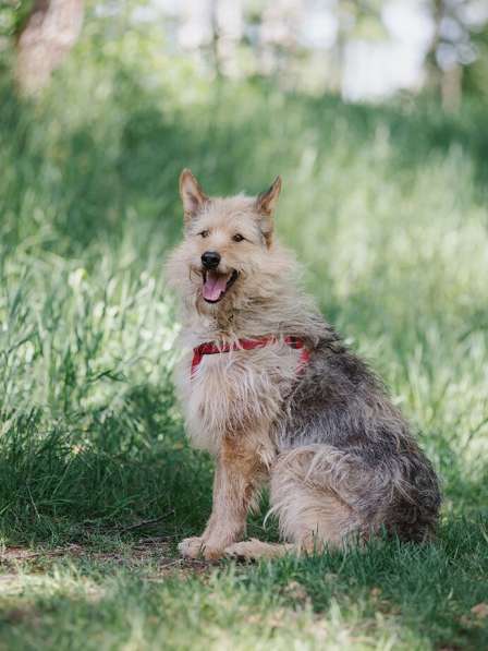 Трогательный Чарлик ищет дом в Москве фото 52