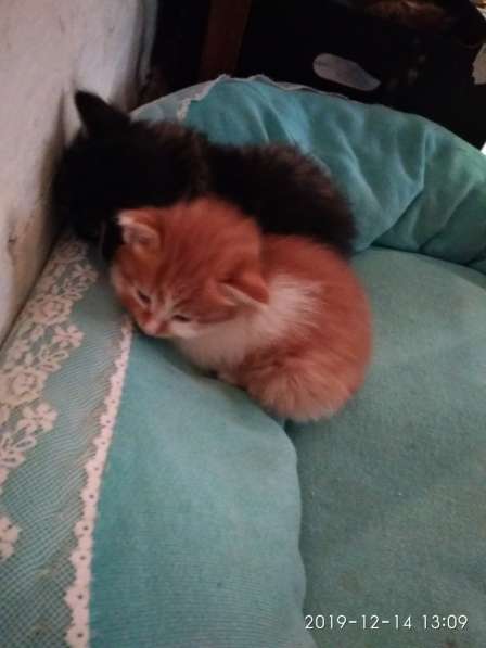 Отдам котенка в добрые руки! в Братске фото 13