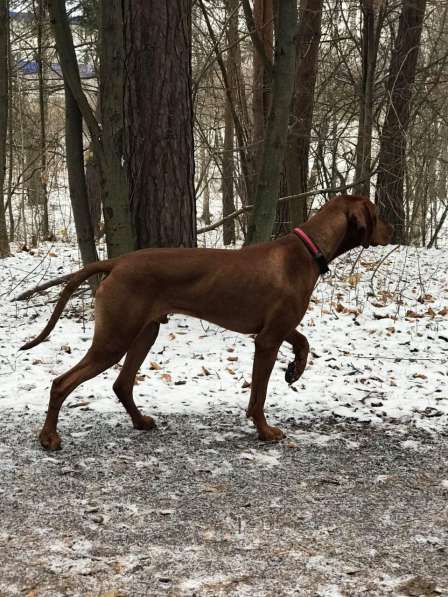 Венгерская выжла в Москве фото 4