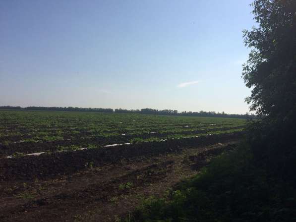 Краснодар продается срочно земля сельхозназначения 286 ге в Краснодаре фото 7