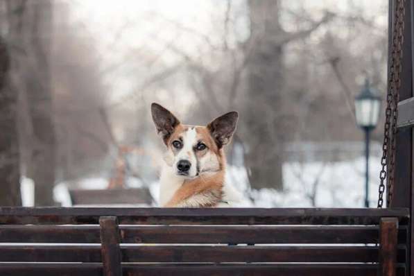 Тунис в поисках любящей семьи в Москве фото 26