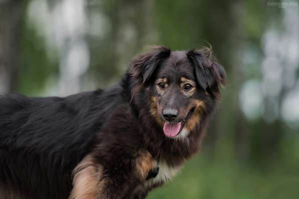 Собака-терапевт Пайпер ищет семью в Москве фото 16