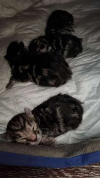 Курбобики в Саранске фото 7