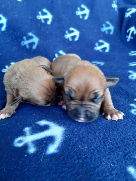 Милые мальчики и девочки Амстаффа резерв ркф в Москве фото 45